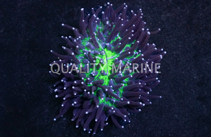 Plate Green Center w/ Pink Long Tentacles :: 78420