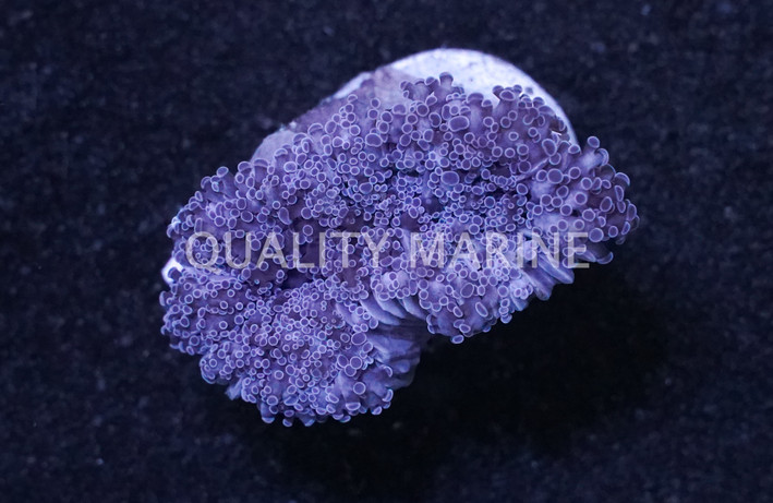 Frogspawn  Branching,  Pink :: 51205