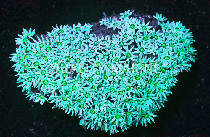 Pipe Organ, Green, Fiji :: 25245