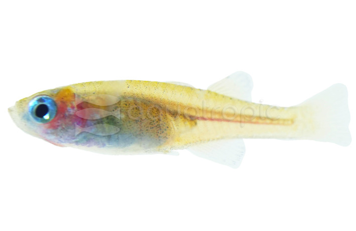 Red Neon Blue Eye Rainbowfish :: 61032