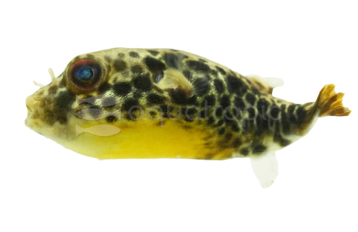 Spotted Congo Pufferfish :: 60008