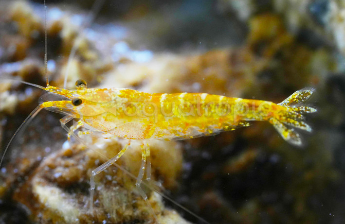 Golden Pinto 'Galaxy' Shrimp :: 89532