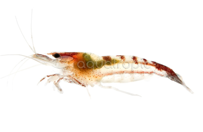 Huananensis Bee Shrimp :: 46683