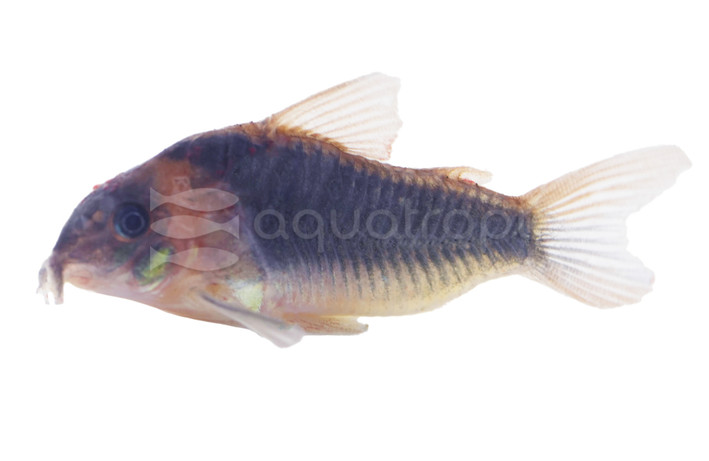 Horsemans CW043 Cory Catfish :: 17049