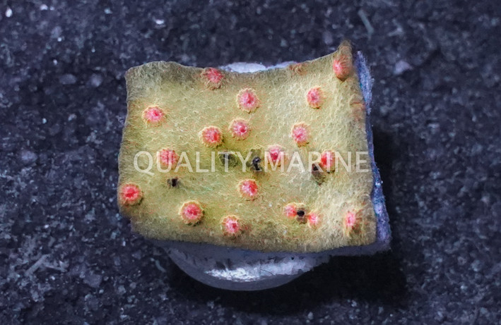 Cyphastrea Coral :: 12803