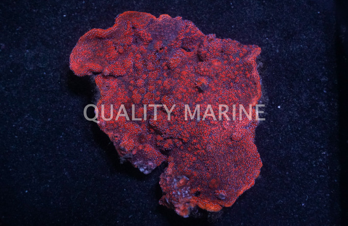 Encrusting, Red W/ Blue polyps :: 79107