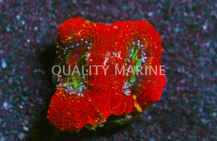 Acan Bowerbanki, Red W/Purple Center :: 82307