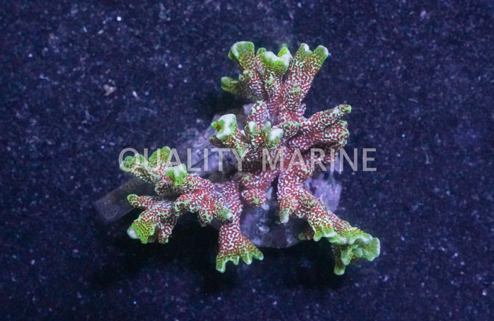 Branching Green / w Red polyps :: 24263