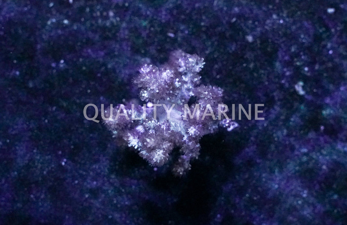 Nephthea, Koji Wada Yellow :: 51600