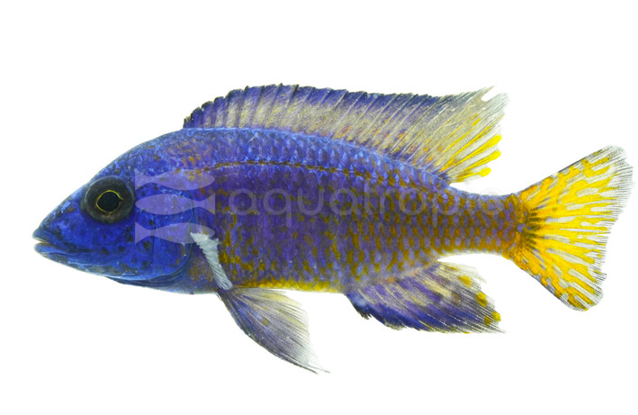 Peacock Flavescent Cichlid :: 44805