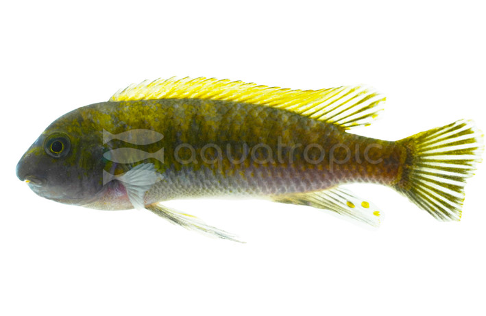 Trewavasae 'Chiofu Bay' Cichlid :: 79126