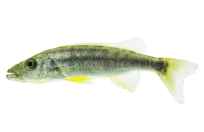 Malawi Barracuda :: 37422