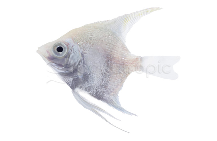 Diamond White Angelfish :: 27279