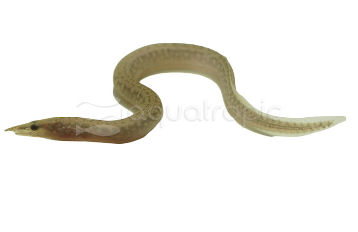 Longtail Spiny Eel :: 24582