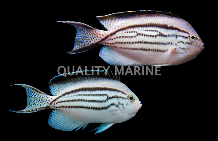 Lamarck Angelfish, Misbarred :: 42391