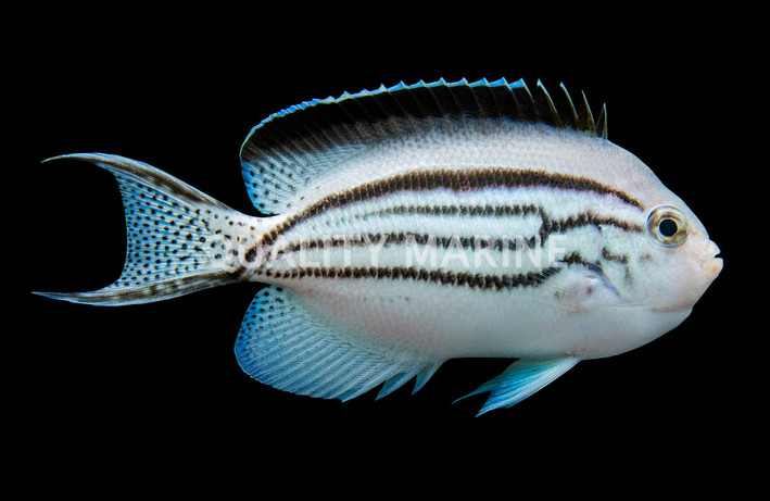Lamarck Angelfish, Misbarred :: 42391