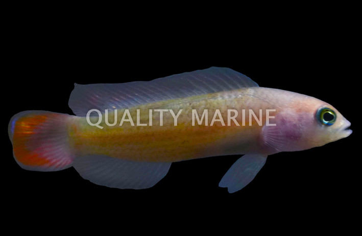 Red Tail Dottyback :: 26012