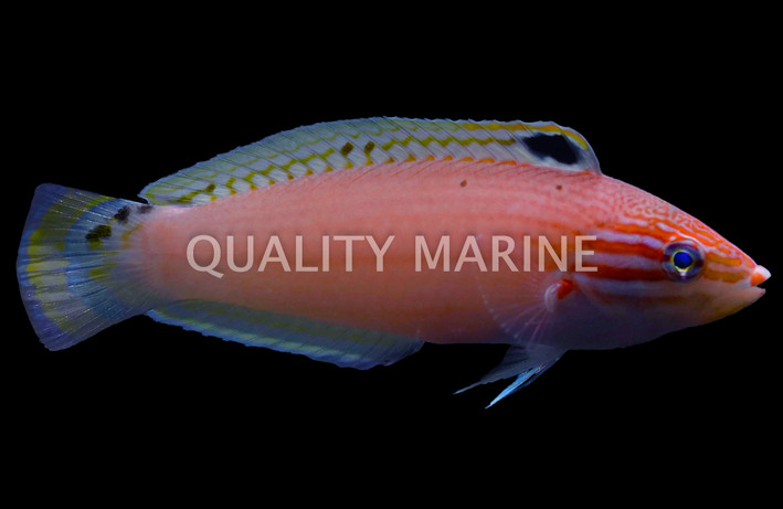 Triplespot Wrasse :: 87720