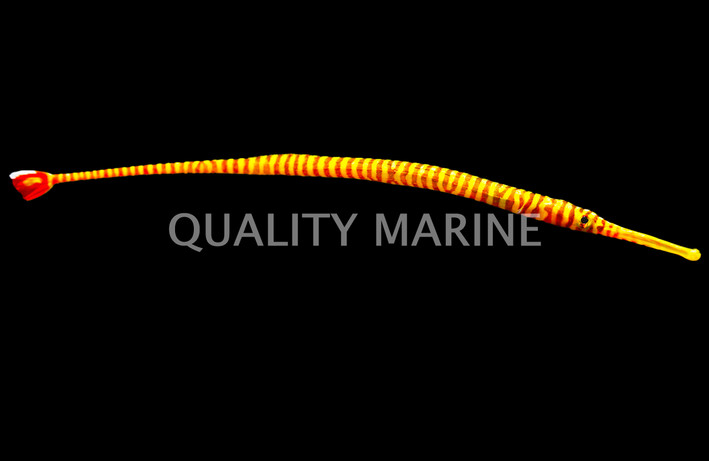 Multi Banded Pipefish :: 25004