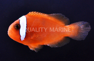 Tomato Clownfish, Bali Aquarich :: 14196