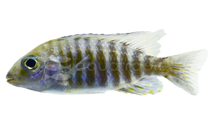 Peacock Chitande Aulonocara Cichlid :: 66406