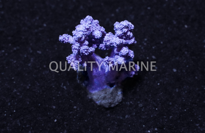 Tree Pink, Nano :: 51571