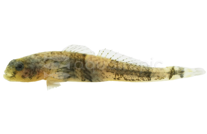 Risdawatiae Dragon Goby :: 18974