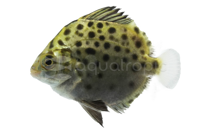 Spotted Green Scat :: 66925