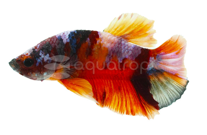 Male Plakat Copper Betta :: 23677