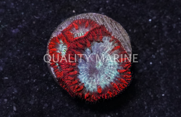 Blasto, Red w/Blue Center (Superman) :: 52610