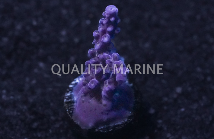 Blasto, Alien Green Center w/Red Rim :: 25198