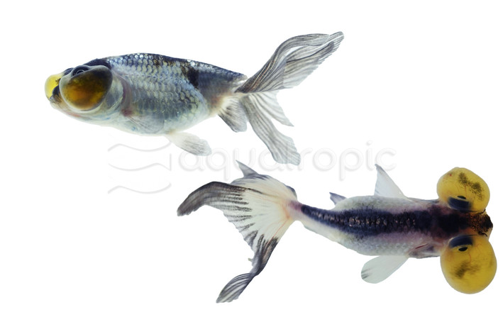 Bubble Eye Black & White Goldfish :: 31055