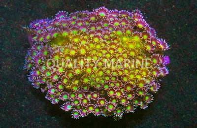 Flower Pot, Colored :: 67248