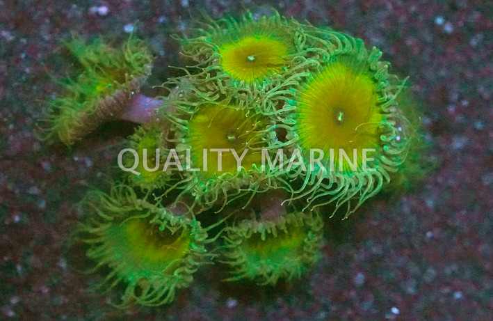Zoa, Captain Jerk :: 71240