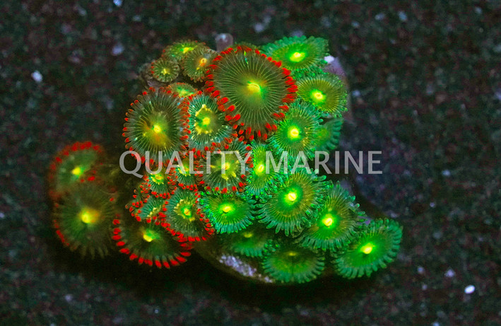 Zoa, Colored :: 68768