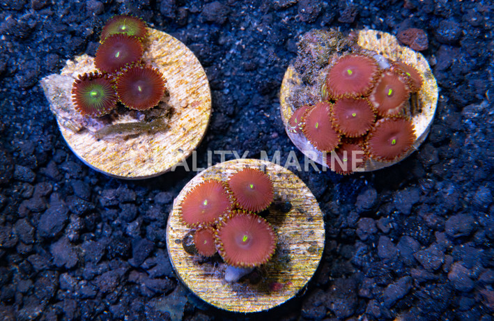 Zoa, Colored :: 16078