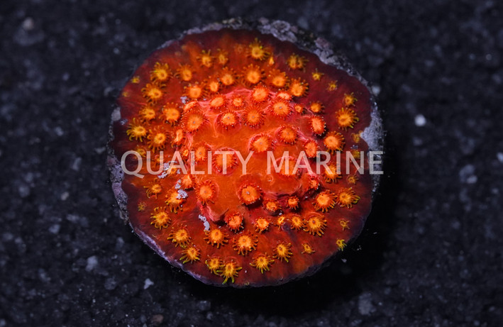 Cyphastrea, Orange Hi-C :: 62295