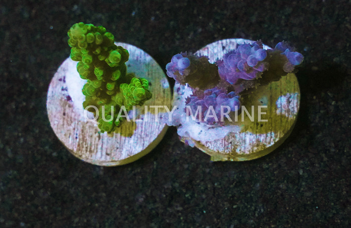 Acropora, Colored, Fiji :: 38114