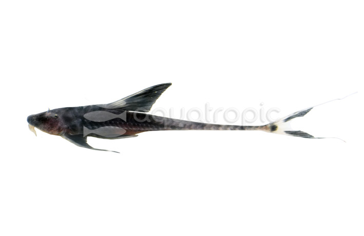 Long-tailed Sturiosoma Catfish :: 37725