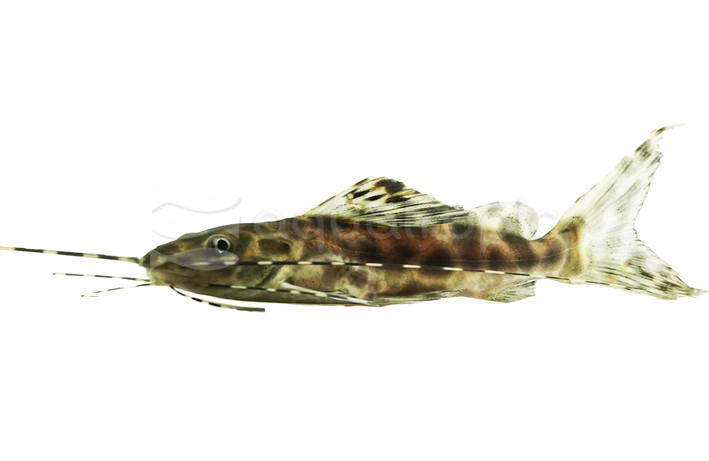 Achara Catfish :: 17318
