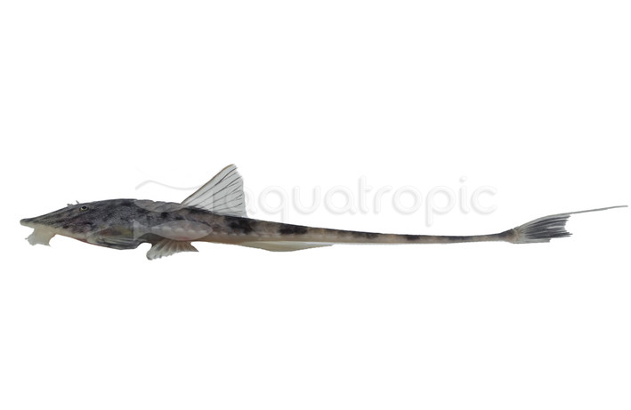 Loricaria Tiger Catfish :: 17343