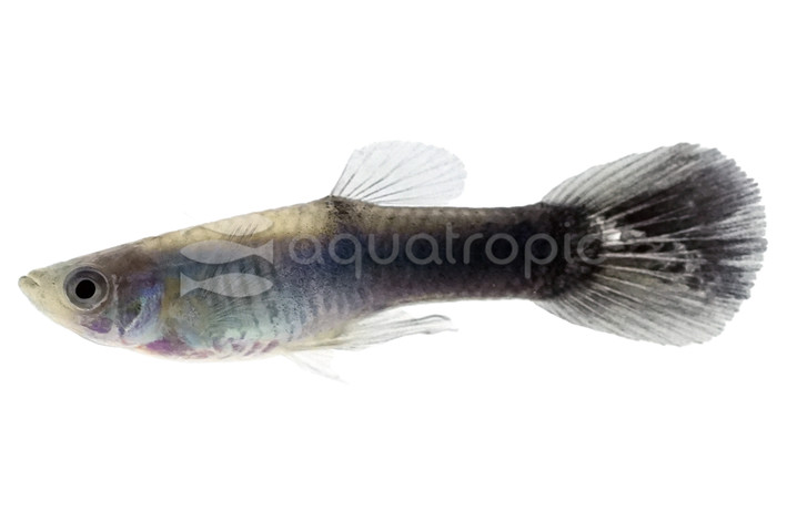Black Neon Guppy, Male :: 41889