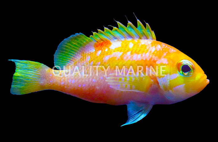 Pearl-Spotted Fairy Anthias, Male :: 40275