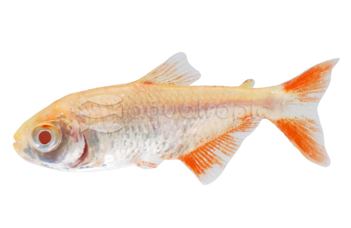 Albino Buenos Aires Tetra :: 67515