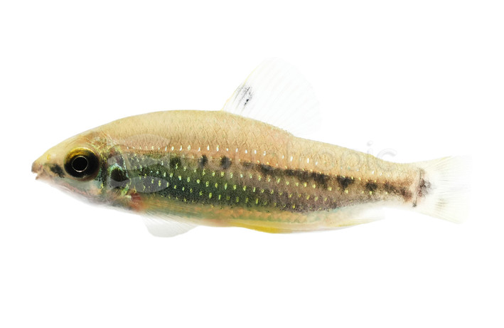 Teugelsi Distichodus :: 50465