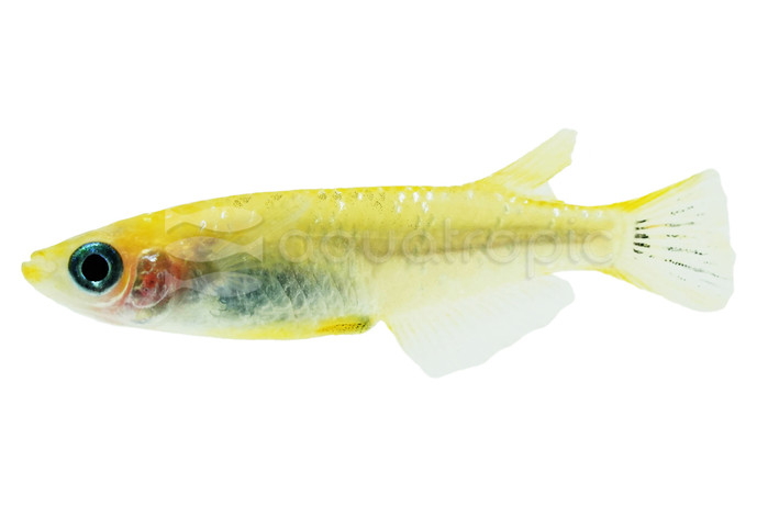 Stardust Golden Medaka Rice Fish :: 88546