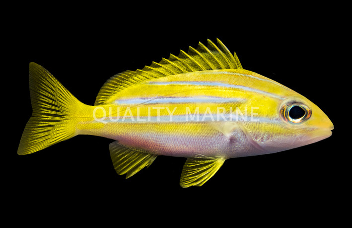 Hi Fin Blue Lined Snapper :: 30012