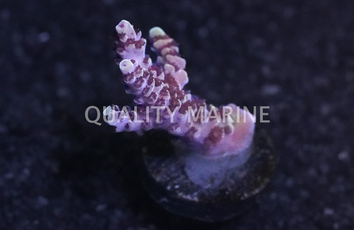 Acropora, Rainbow Sherbet :: 76038