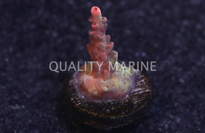 Acropora, Maleficent :: 54085