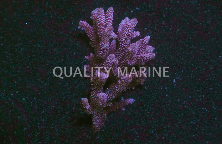 Pink Millepora, Solomon Islands :: 33449